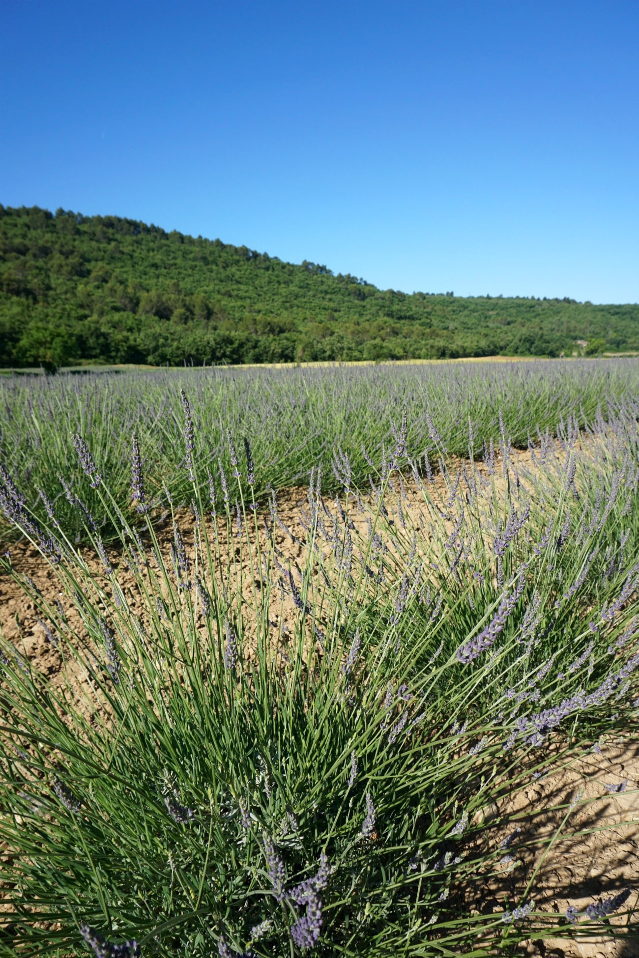Blooming Lavender in Provence I wit & whimsy