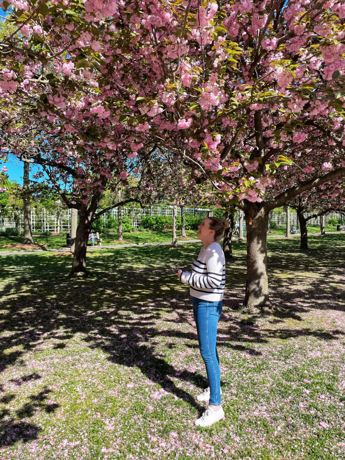 Cherry Blossoms